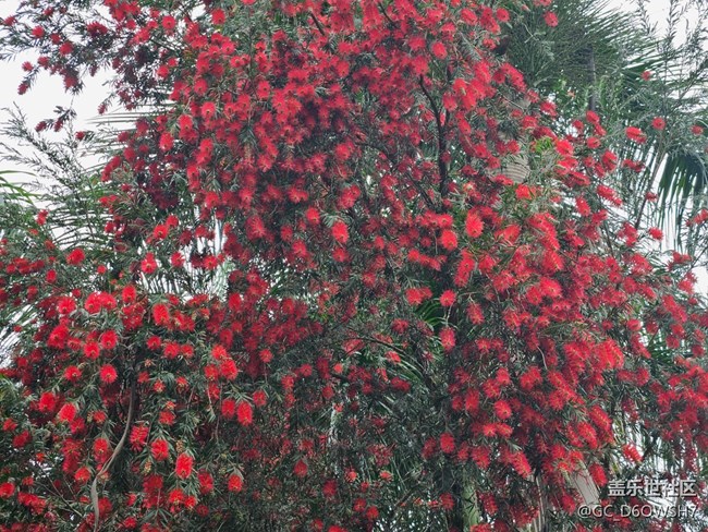 【广州的花花们】春日繁花盛开