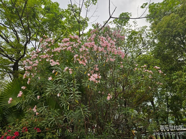 【广州的花花们】淡淡粉红的鲜花