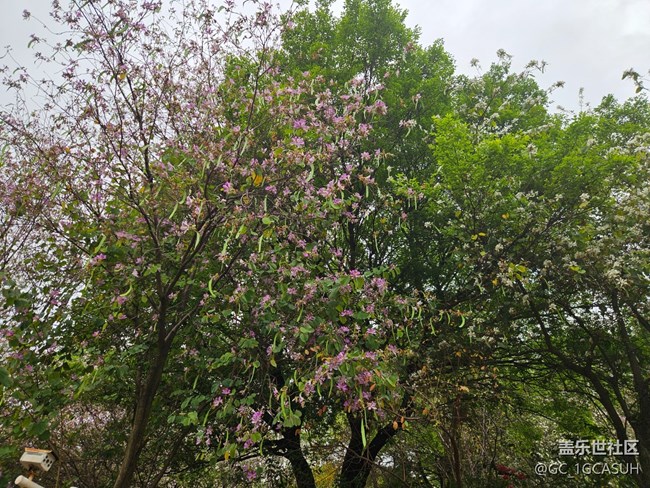 【广州的花花们】一路盛开的花朵