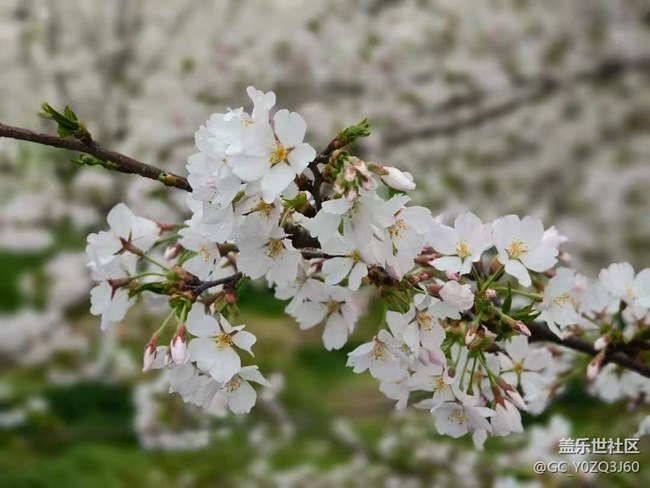 【春日踏青季】赏花