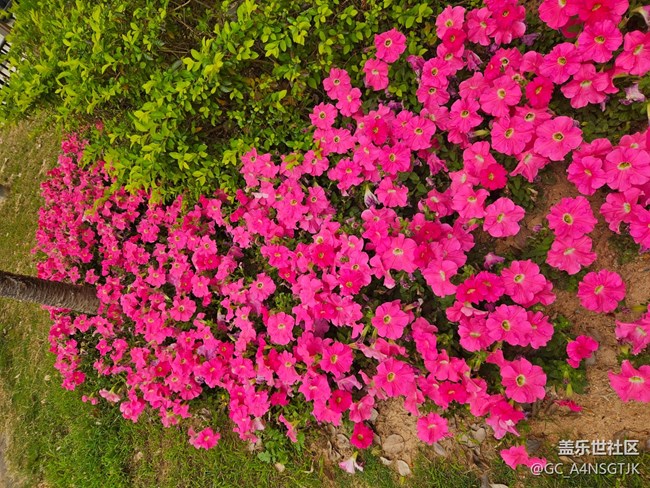【广州的花花们】一地盛开的花
