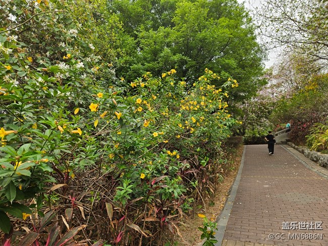 【广州的花花们】黄色的喇叭花