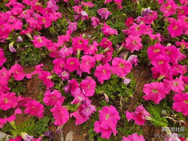 【广州的花花们】公园的花