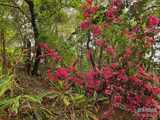 【广州的花花们】公园盛开的花朵