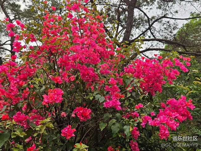 【广州的花花们】一朵朵鲜花