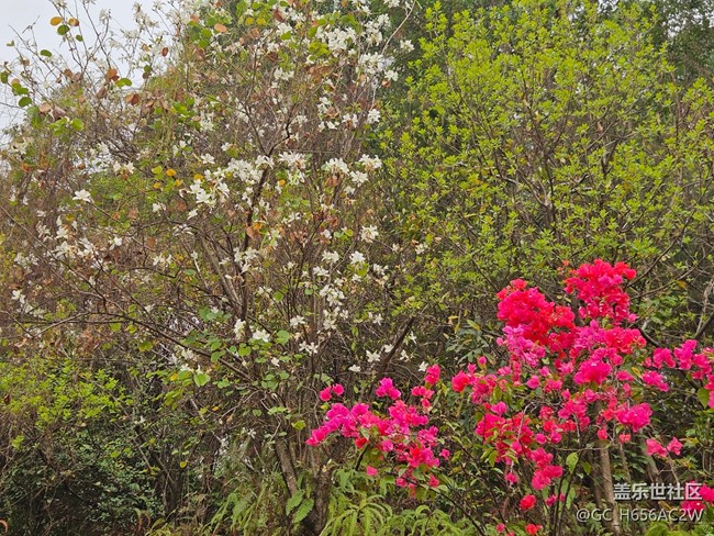 【广州的花花们】色彩丰彩的鲜花