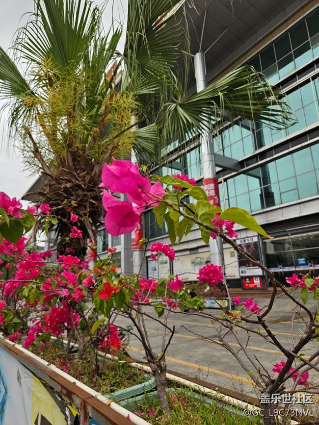 【广州的花花们】路边盛开的花
