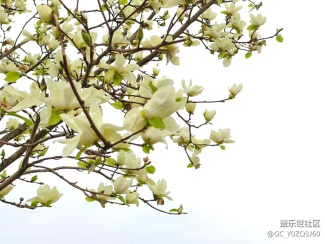 【春日踏青季】赏花