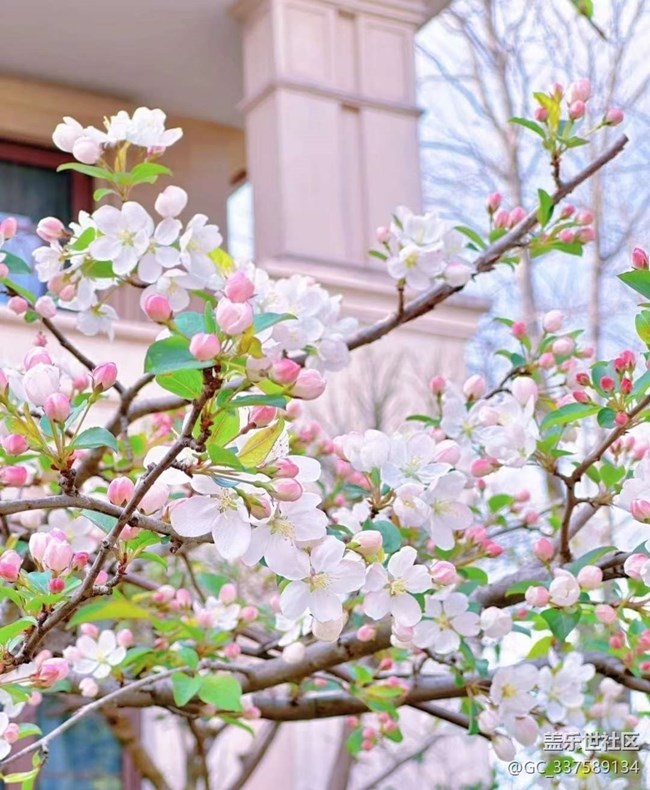 【广州的花花们】花开烂漫
