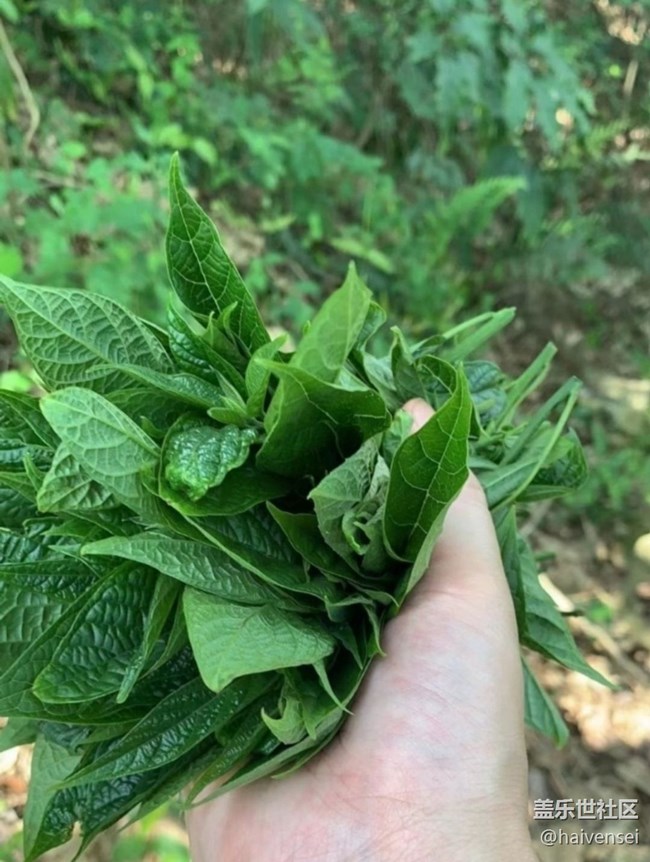 【春日踏青季】摘野菜