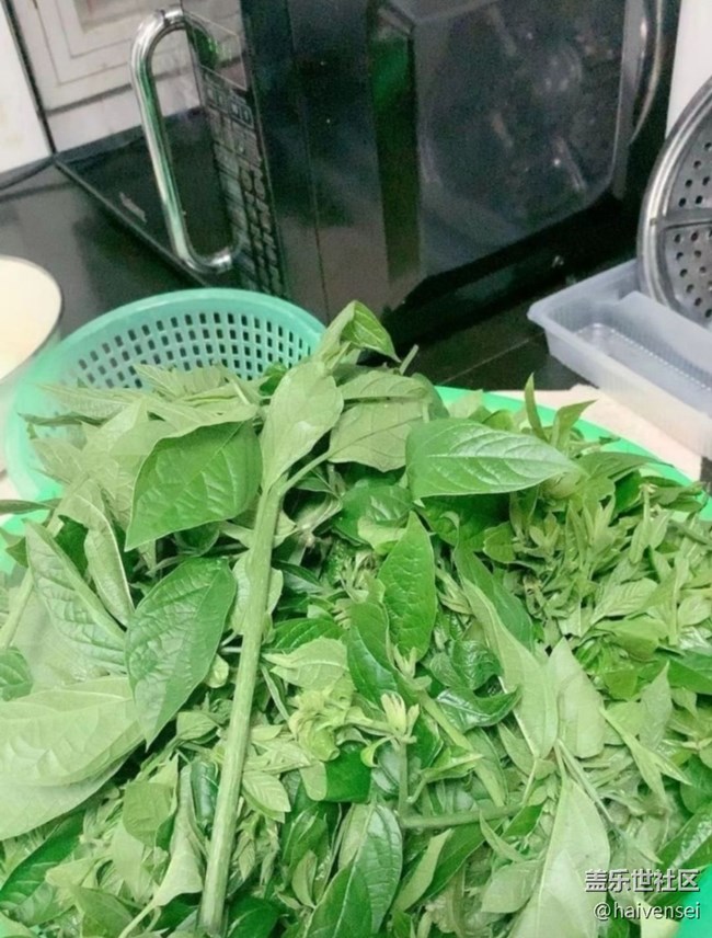 【春日踏青季】摘野菜