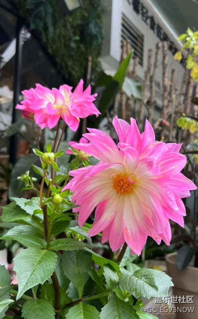 【广州的花花们】花开富贵