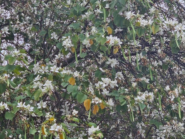 【广州的花花们】三月的花开了