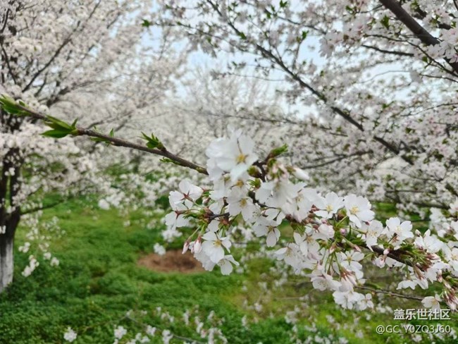 【春日踏青季】赏花