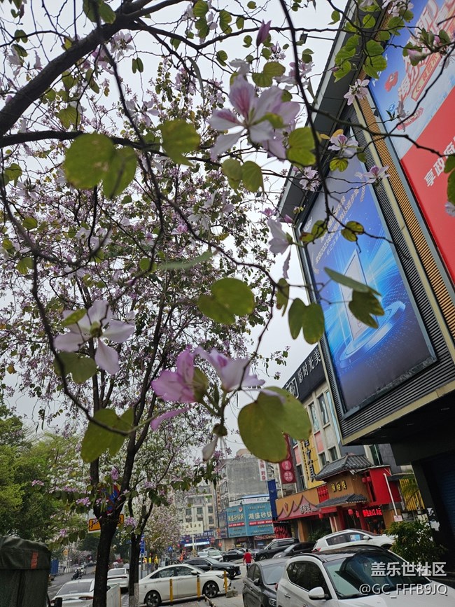 【广州的花花们】路边的花