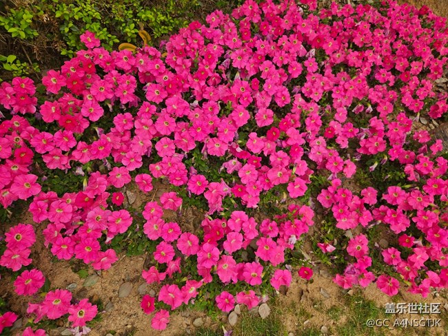 【广州的花花们】一地盛开的花