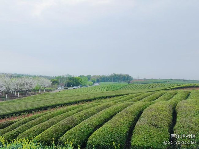 【春日踏青季】赏花