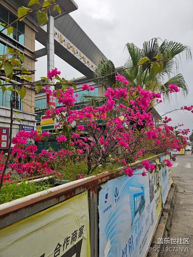 【广州的花花们】路边盛开的花