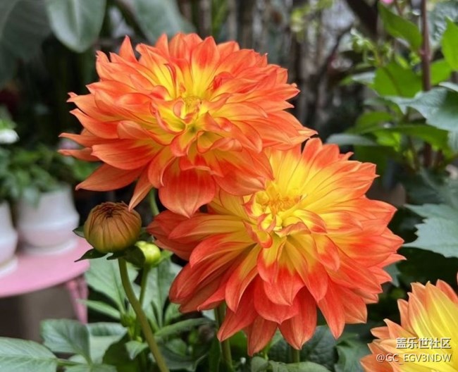 【广州的花花们】花开富贵