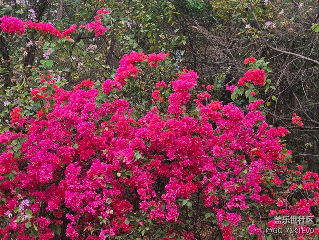 【广州的花花们】春日浪漫花开