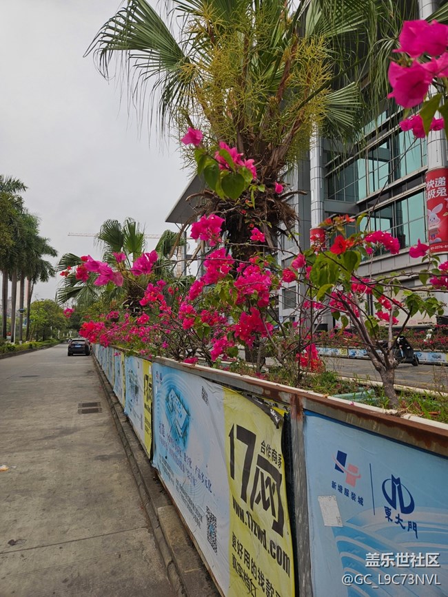 【广州的花花们】路边盛开的花