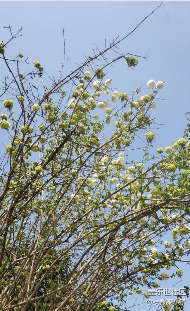 【春日踏青季】春花灿烂