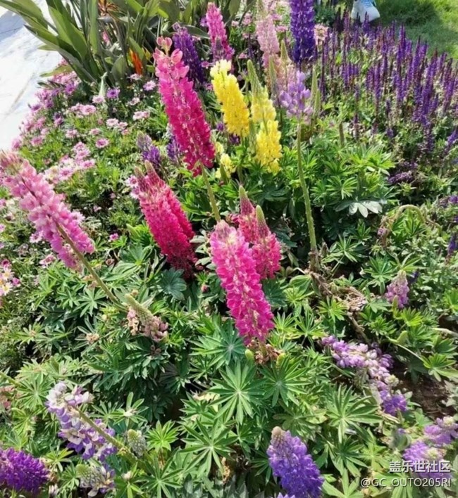 【广州的花花们】花的世界