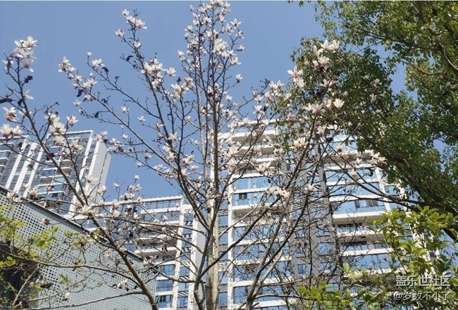 【春日踏青季】春花灿烂