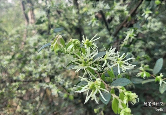 【广州的花花们】开花了