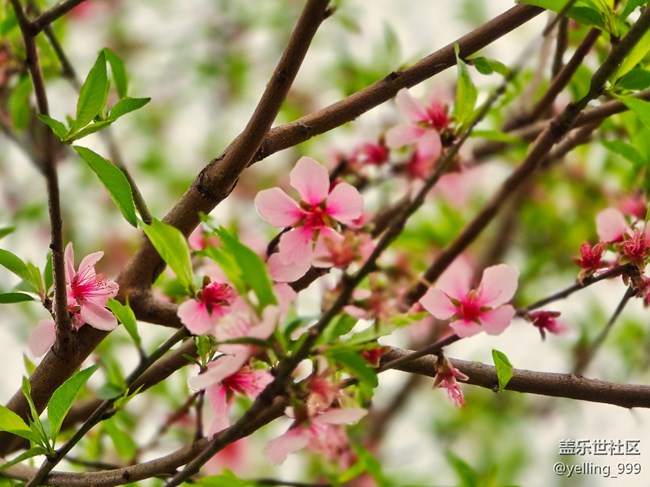 上海星部落3月29日闵行文化公园线下摄影活动回顾帖