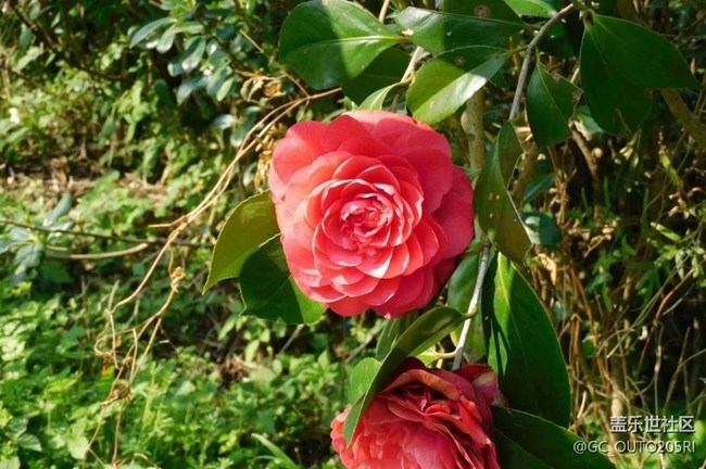 【春日踏青季】拍花