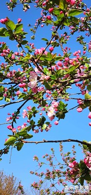 花开花落花满天