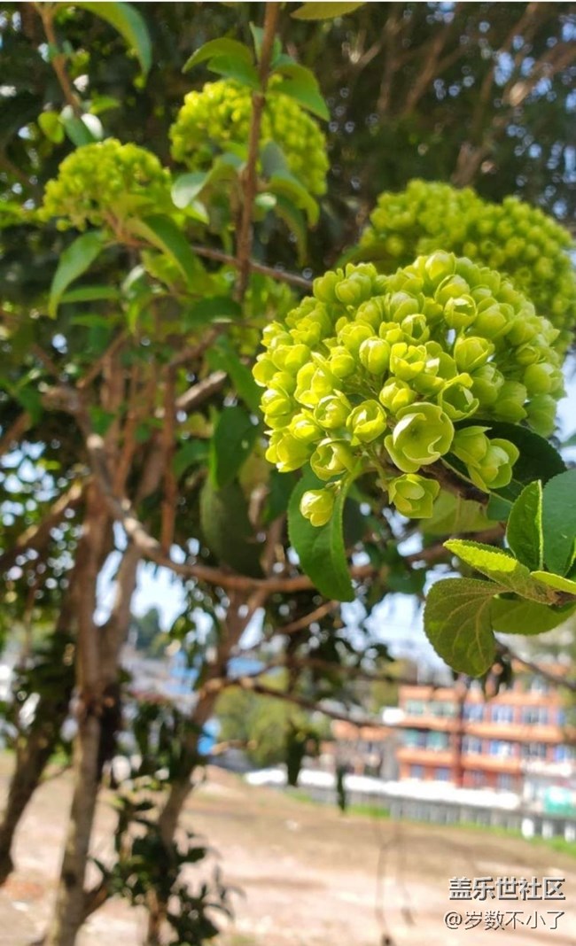 【春日踏青季】春花灿烂