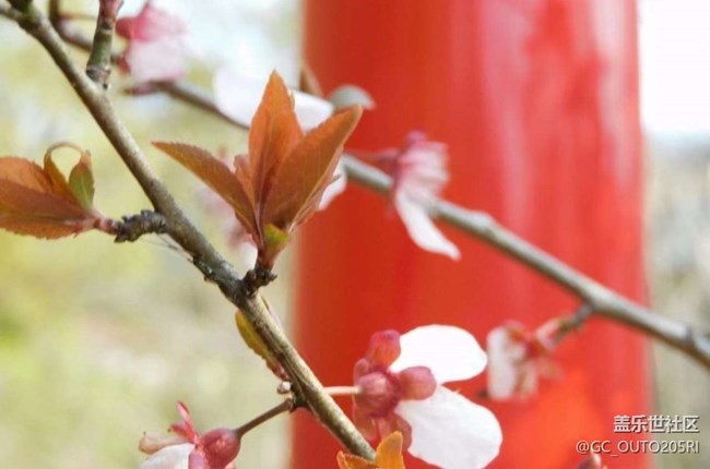 【春日踏青季】拍花