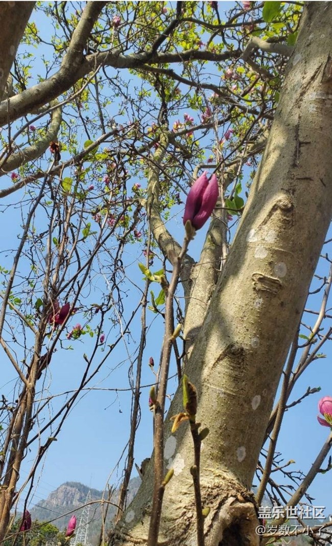 【春日踏青季】春花灿烂