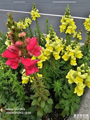 【春之夜】+鲜花