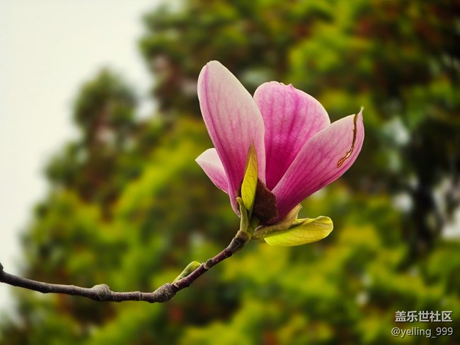 上海星部落3月29日闵行文化公园线下摄影活动回顾帖