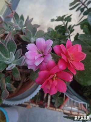 长寿花