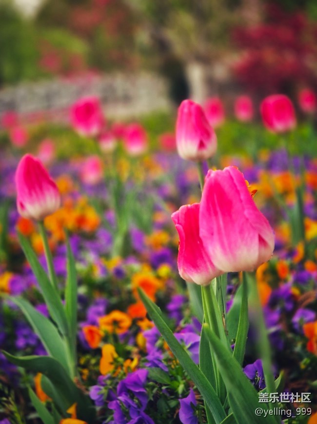 上海星部落3月29日闵行文化公园线下摄影活动回顾帖