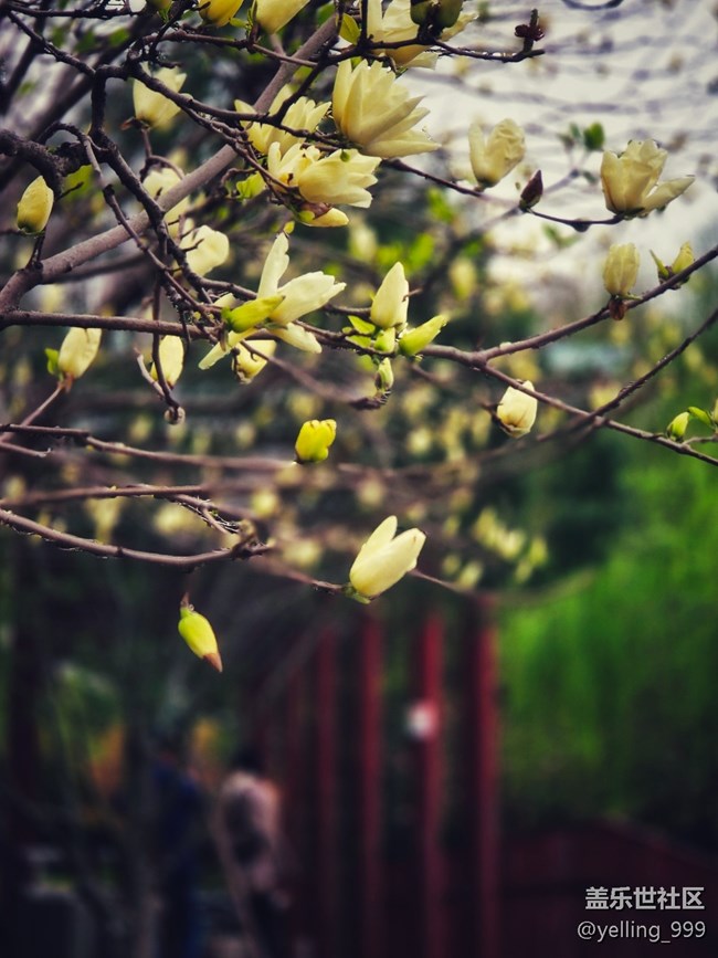 上海星部落3月29日闵行文化公园线下摄影活动回顾帖