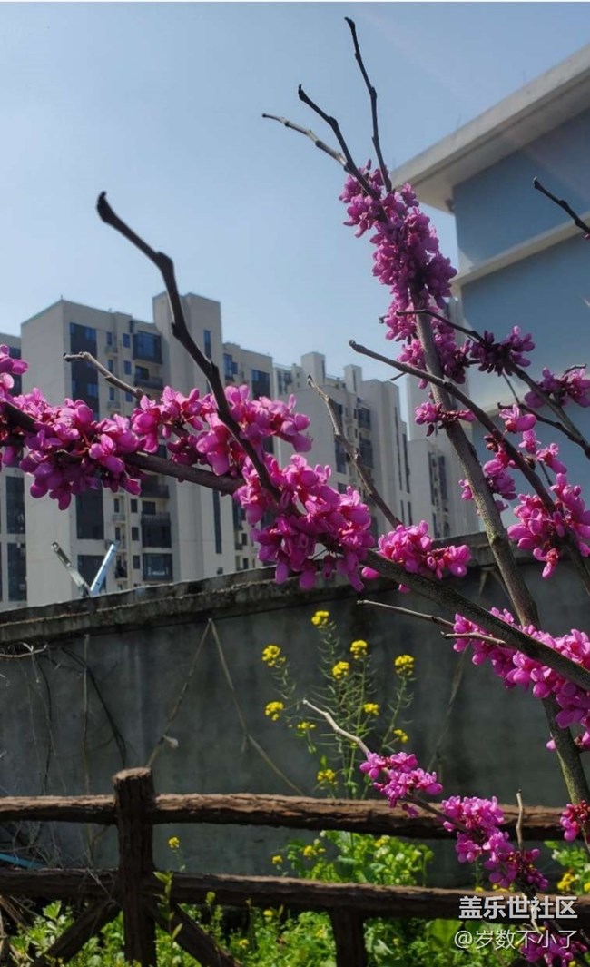 【春日踏青季】春花灿烂