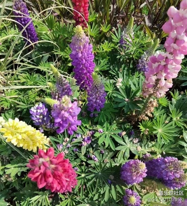 【广州的花花们】花的世界