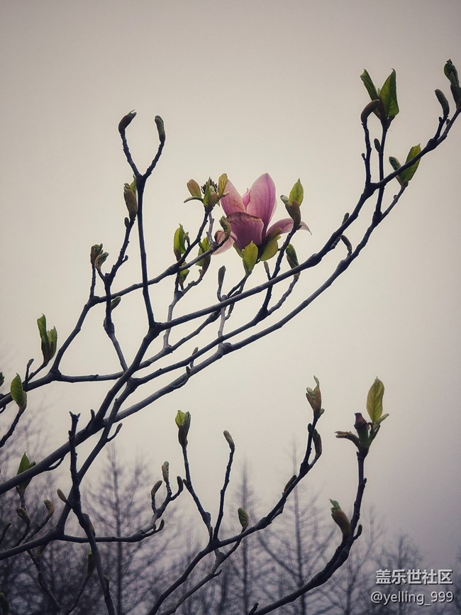 上海星部落3月29日闵行文化公园线下摄影活动回顾帖