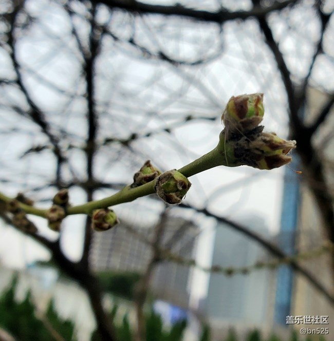 【青青嫩芽】+初春的景象