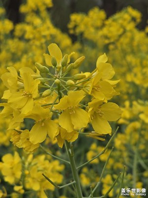 油菜花