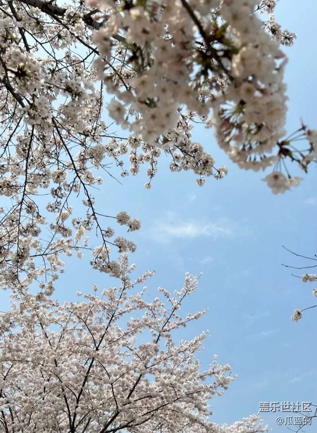 【春日踏青季】樱花