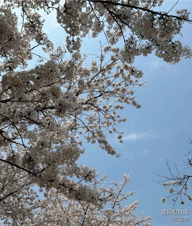 【春日踏青季】樱花