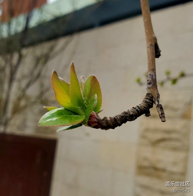 【青青嫩芽】+初春的景象