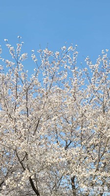 樱花花海
