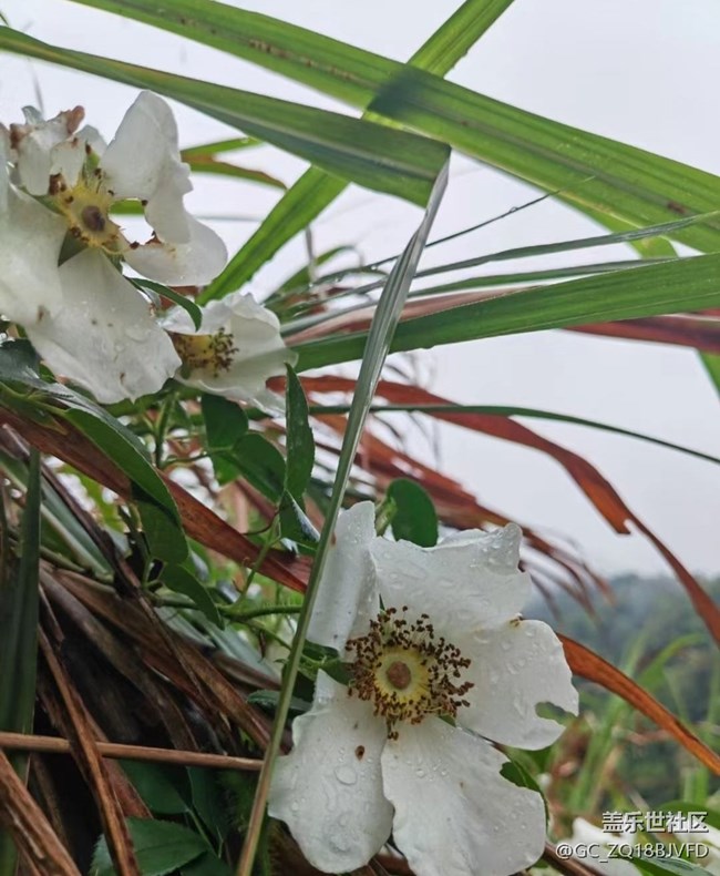 【春日踏青季】清明了
